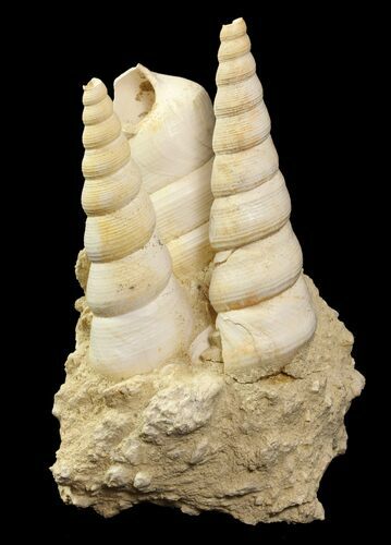 Bargain Tall Miocene Fossil Turritella (Gastropod) Cluster-France #74515